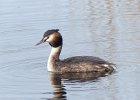 GREAT CRESTED GREBE  GREAT CRESTED GREBE